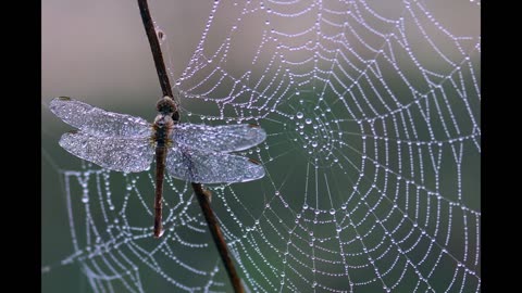 Soothing soft rain, Fall asleep faster. Meditation,