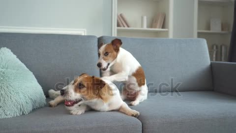 A dog scratches another dog with his paw