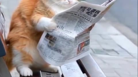 Funniest Cats and Dogs 🐶🐱 | Funny Animal Videos #35