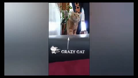 🤣🤣🤣 Crazy cat running in walked next to its owner 🤣🤣🤣