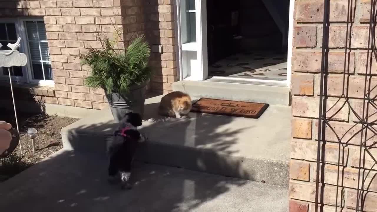 Cat meets dog for the first time (Official Video)