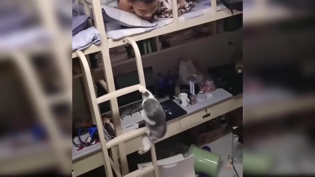 Cat funny pets very funny