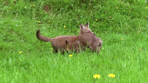 Animal World