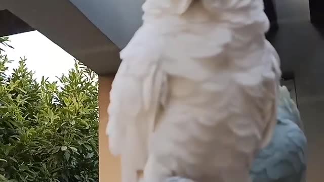 Triton cockatoo sitting on the hand ❤