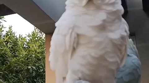 Triton cockatoo sitting on the hand ❤