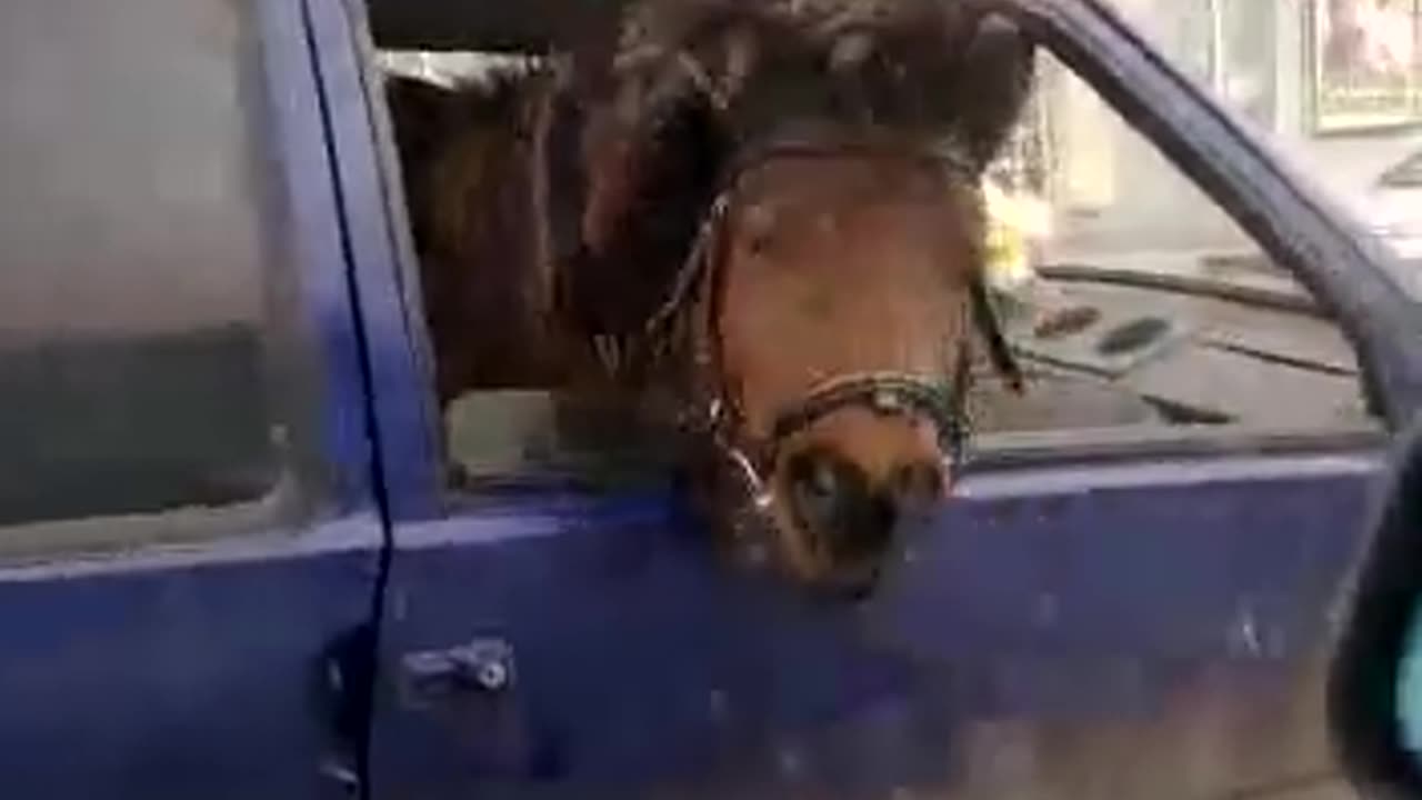 Horse in the truck