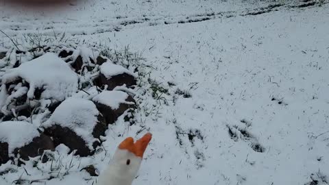 Swan puppy to play snow