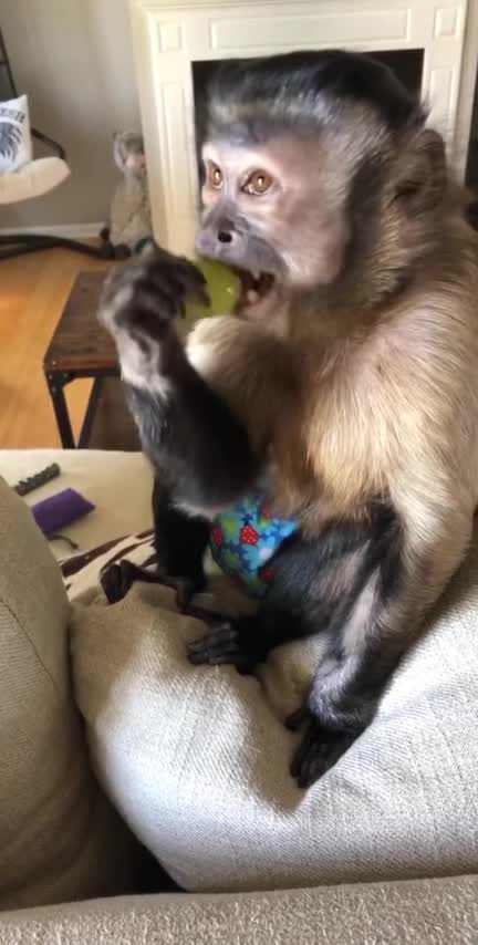 Sometimes I like to sit on the back of the couch