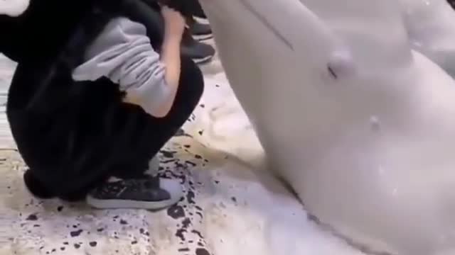 See how dolphin kisses a little girl