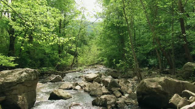 Beautiful forest river