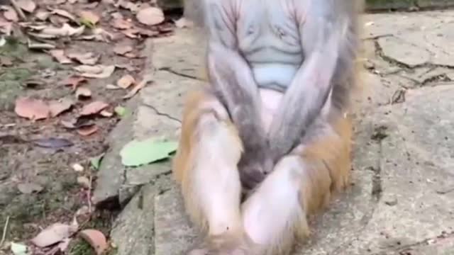 Beautiful live monkey