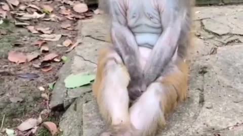 Beautiful live monkey