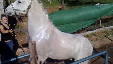 Spanish horse having a shower