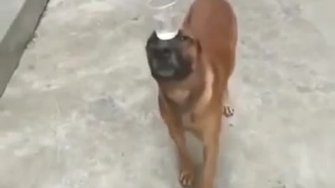 Amazing dog balance water bottle 😻 amazing 😍😍