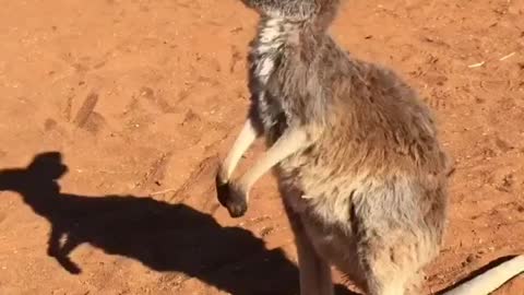 Animales animales