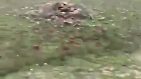 The Chase: Run Rabbit Run - They Will Kill You. But First They Must Catch You