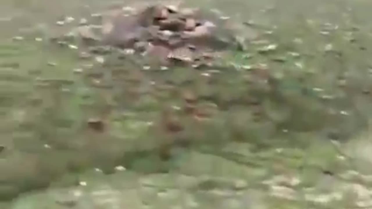 The Chase: Run Rabbit Run - They Will Kill You. But First They Must Catch You