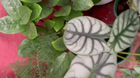 Beautiful and big leaves