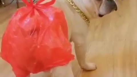 Best Funny Animal Videos Of The 2022 Funny weee animal moments Videos 2021