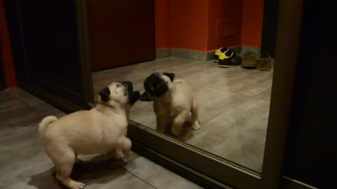 Pug puppy desperately wants to play with reflection