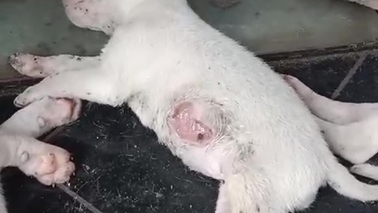 Puppy with worms in his stomach doglover #rescuestraydogs #cat #animals #instastrays