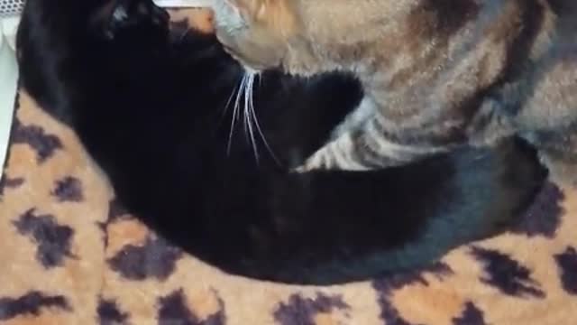 Funny Cat cat 🐱