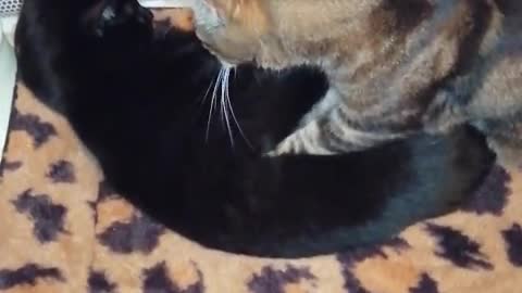 Funny Cat cat 🐱