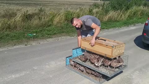 owner puts his pigeons in street to fly