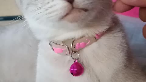 My cat