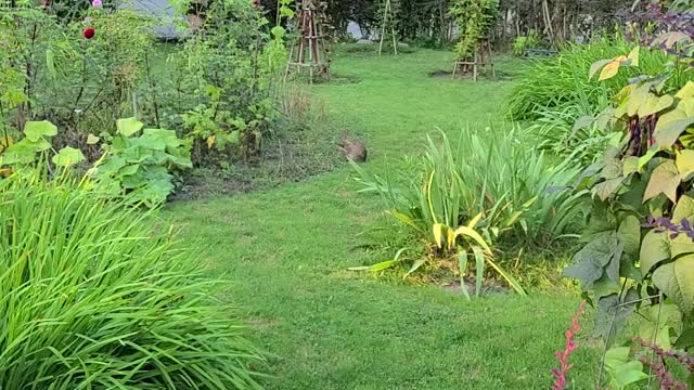 Cute Bunny Eating All My Garden