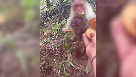 11 Best Funny Animal Videos 2022 😂 Funniest Cats And Dogs Videos 😻