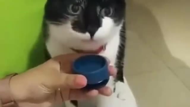 Funny cat mumbling to take one ....