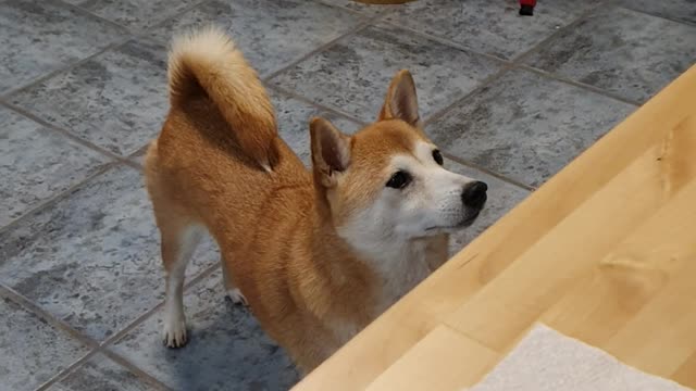 Cute shiba dog jumps to owner