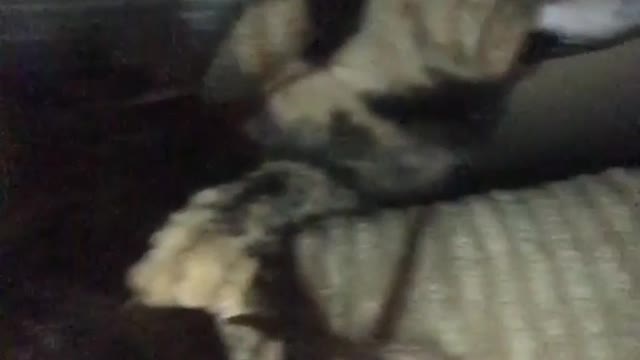Cat attacks humans hair