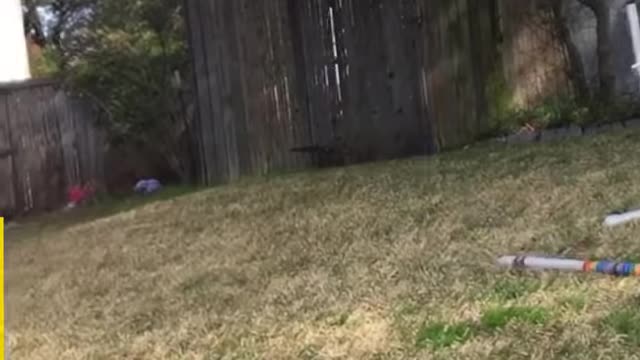 Mischievous Dog Friends