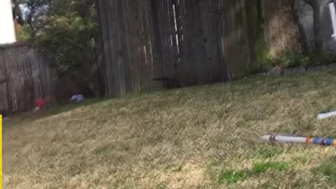 Mischievous Dog Friends