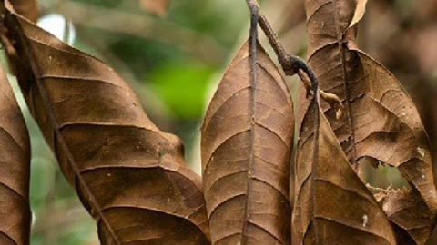 The Mango's Tree Seed of Greatnes