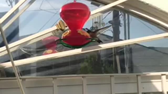 Colibrí madrugador
