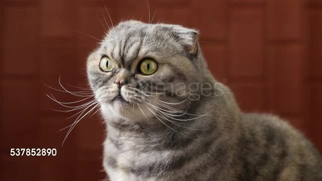 Scottish Fold With Camera