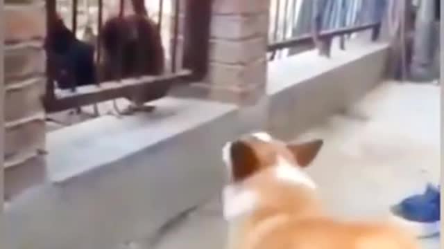 Crazy Cock vs Dog Funny Animal Attack Video.