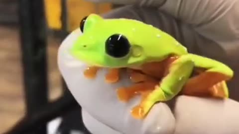 BLACK EYED TREE FROG