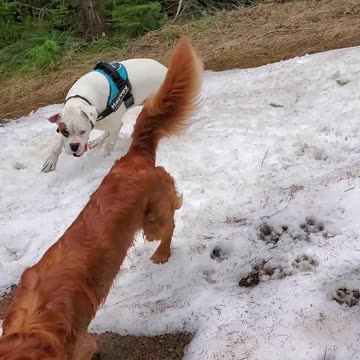 Harvey and Clyde playing with their Golden Retriever friend Max.