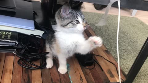 kitten fights cable haha