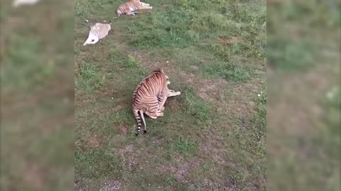 What happens whan male tiger&female lion mate!