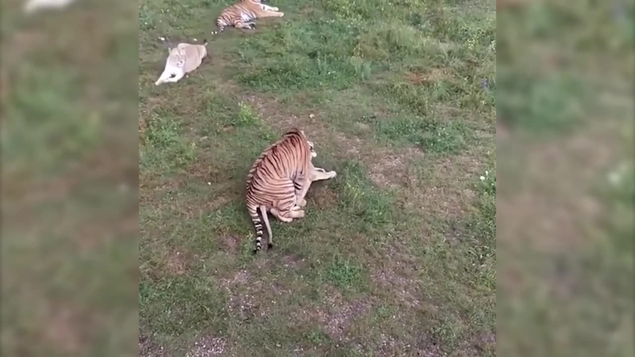 What happens whan male tiger&female lion mate!