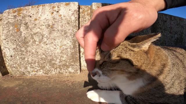 It's too cute to see a stray cat screaming on the wall