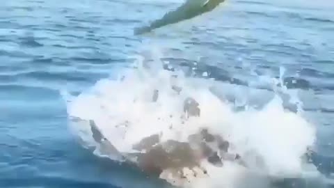 This is a beautiful and charming water-dwelling species