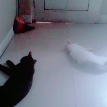 The cat is tired from fighting