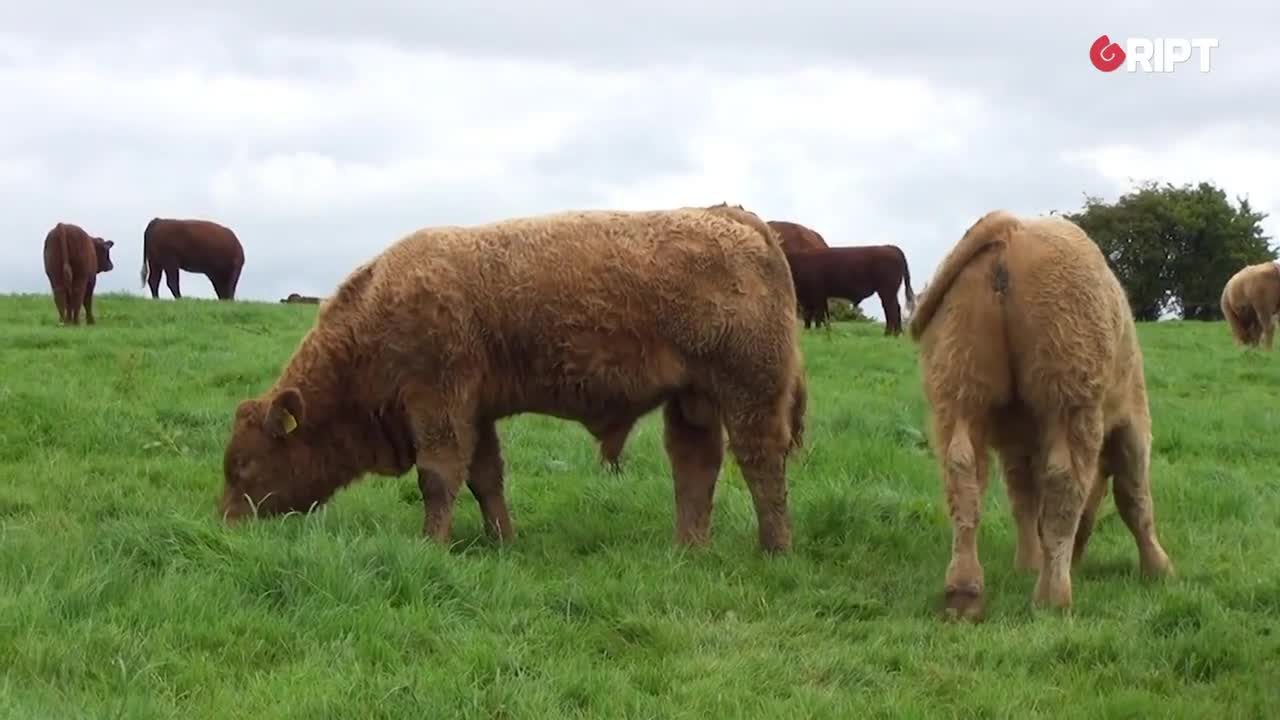 Irish Rural TD: EU and South American beef deal is a sell out to Irish beef famers