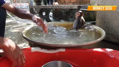 So Cute Baby SUSU Can't Enjoy Swimming, Pilo C-r-y To Hang On, Dad Try To Help !